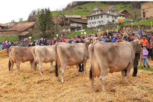 Reto Styger Furka 75